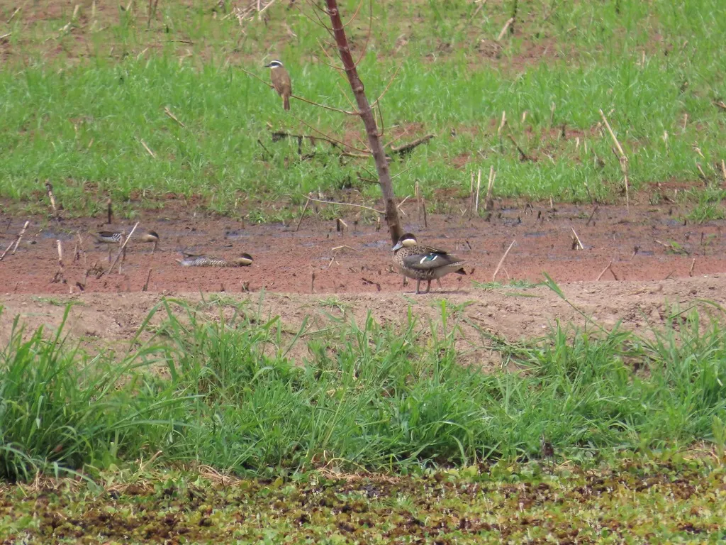 银鸭(Spatula versicolor)
