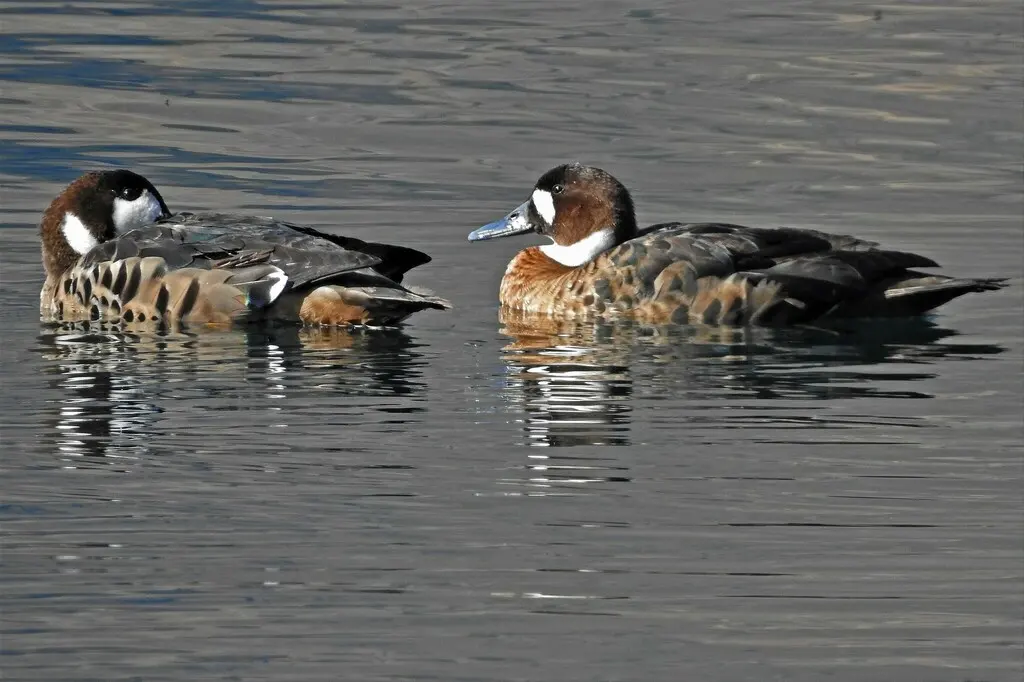 铜翅鸭(Speculanas specularis)