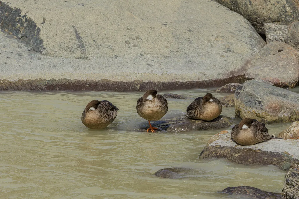 铜翅鸭(Speculanas specularis)