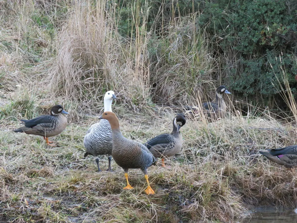 铜翅鸭(Speculanas specularis)