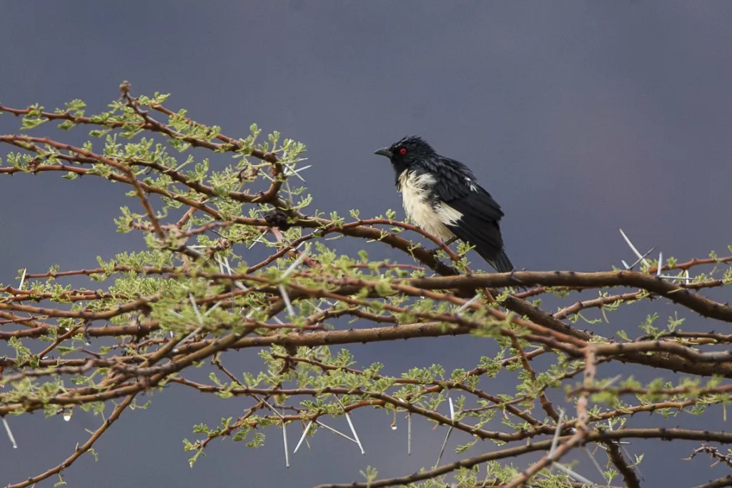 鹊椋鸟（Speculipastor bicolor）