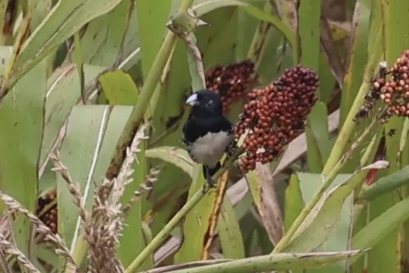 黑白文鸟(Spermestes bicolor)