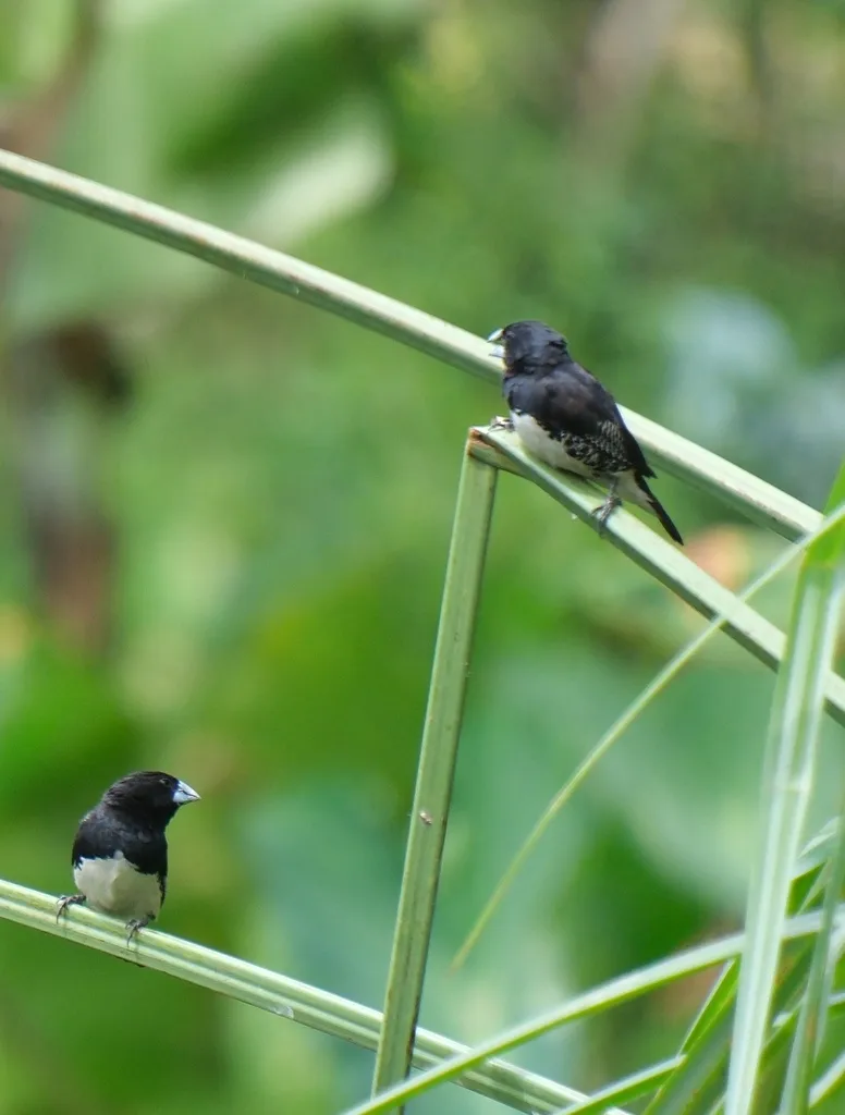 黑白文鸟(Spermestes bicolor)
