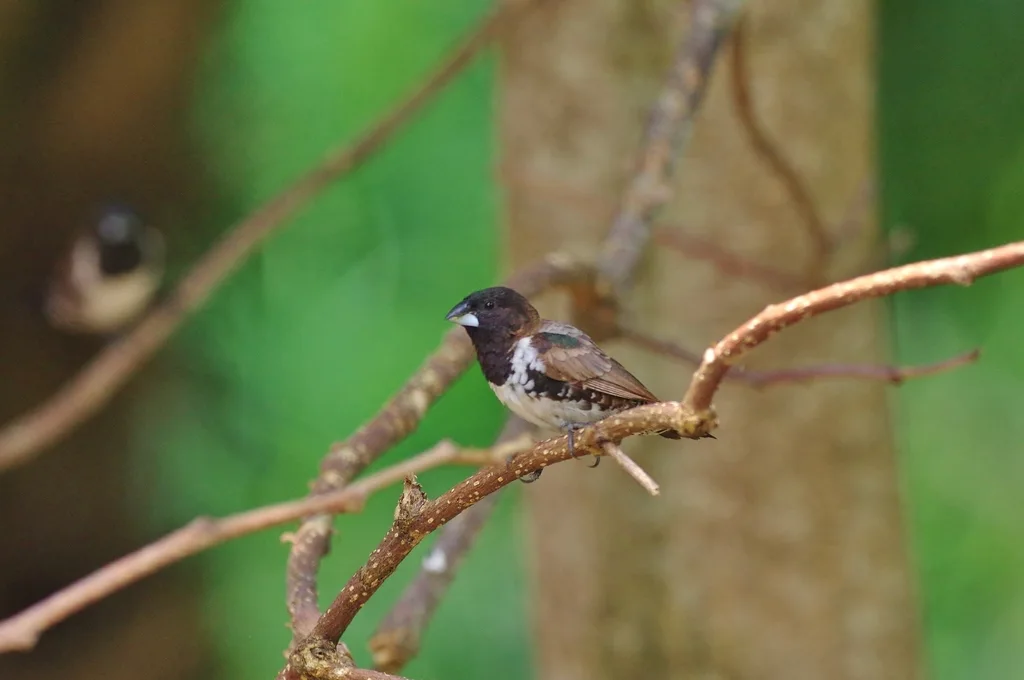 铜色文鸟(Spermestes cucullata)
