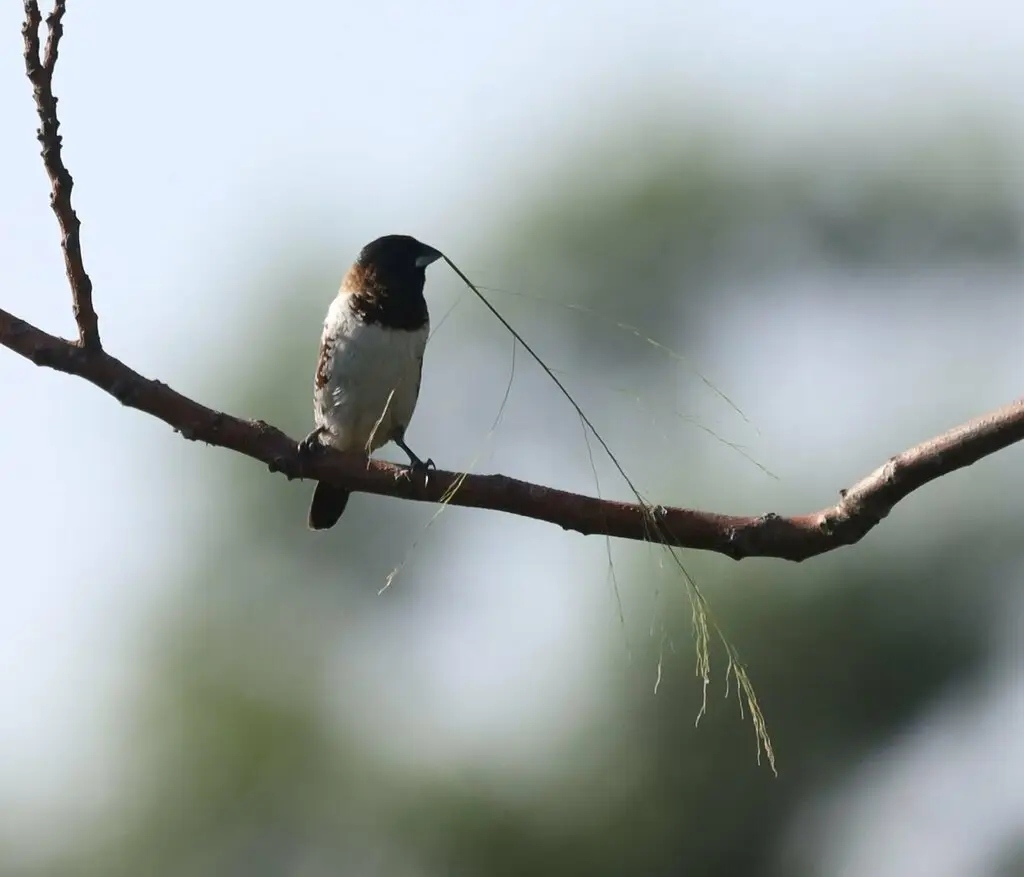 铜色文鸟(Spermestes cucullata)