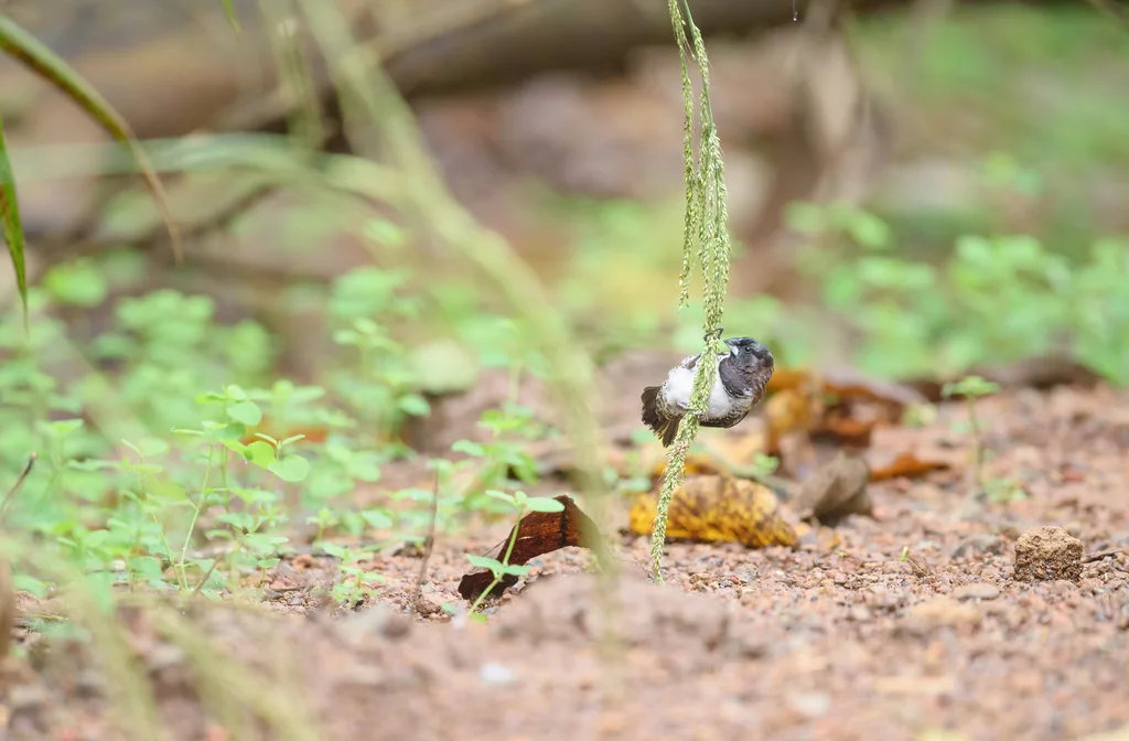 铜色文鸟(Spermestes cucullata)