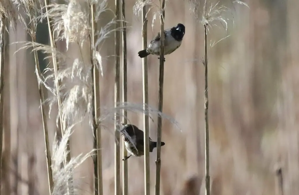 铜色文鸟(Spermestes cucullata)