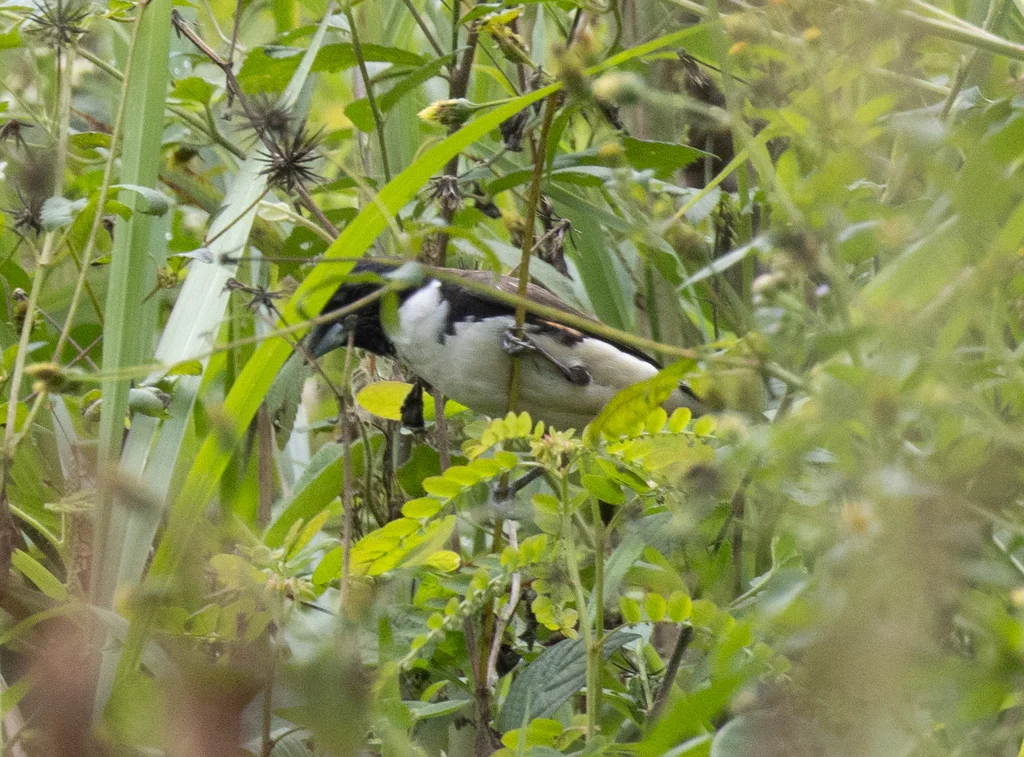 鹊文鸟(Spermestes fringilloides)