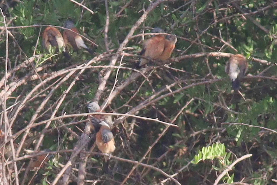斑颊文鸟(Spermestes griseicapilla)
