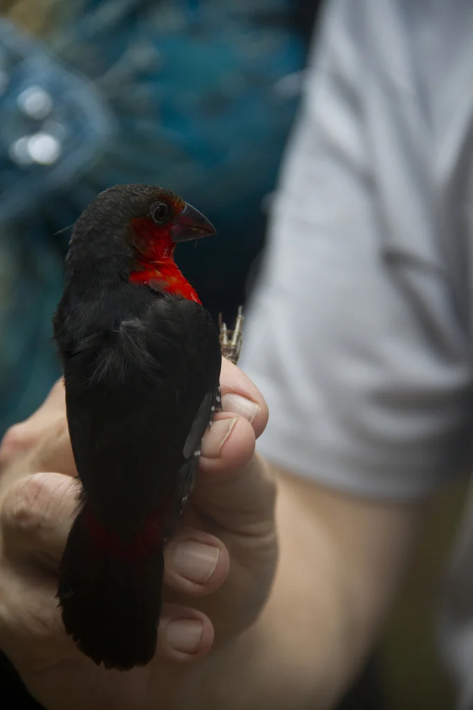 红胸蓝嘴雀(Spermophaga haematina)