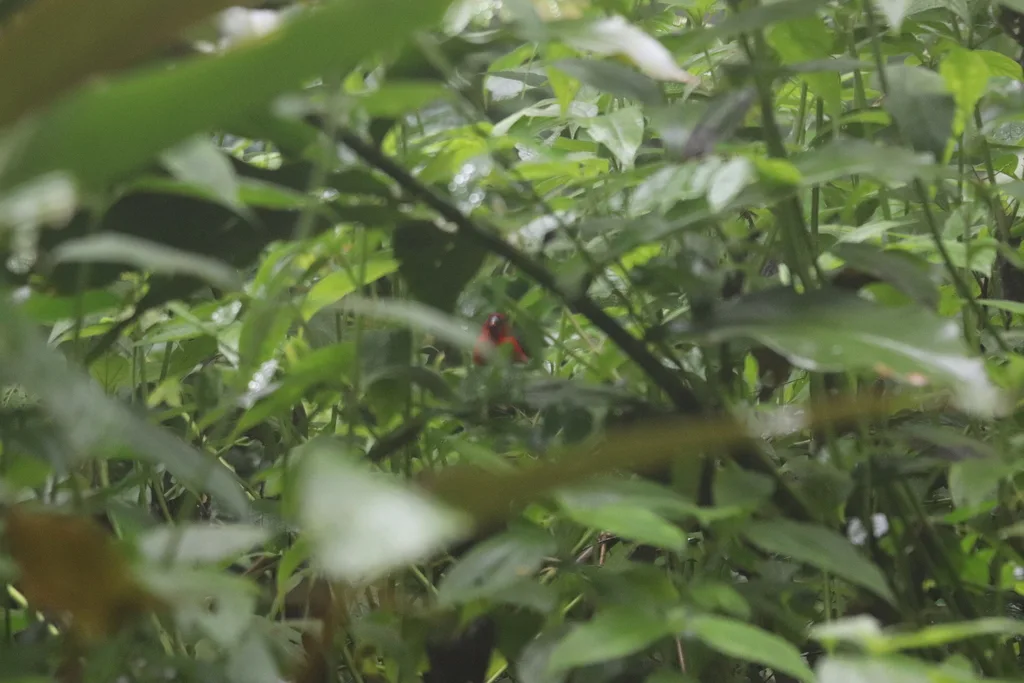 红胸蓝嘴雀(Spermophaga haematina)