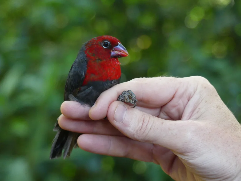 红头蓝嘴雀(Spermophaga ruficapilla)