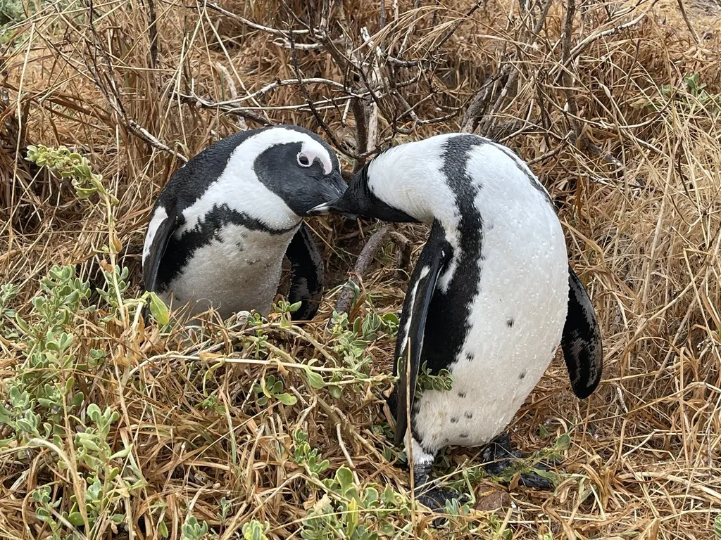 南非企鹅(Spheniscus demersus)