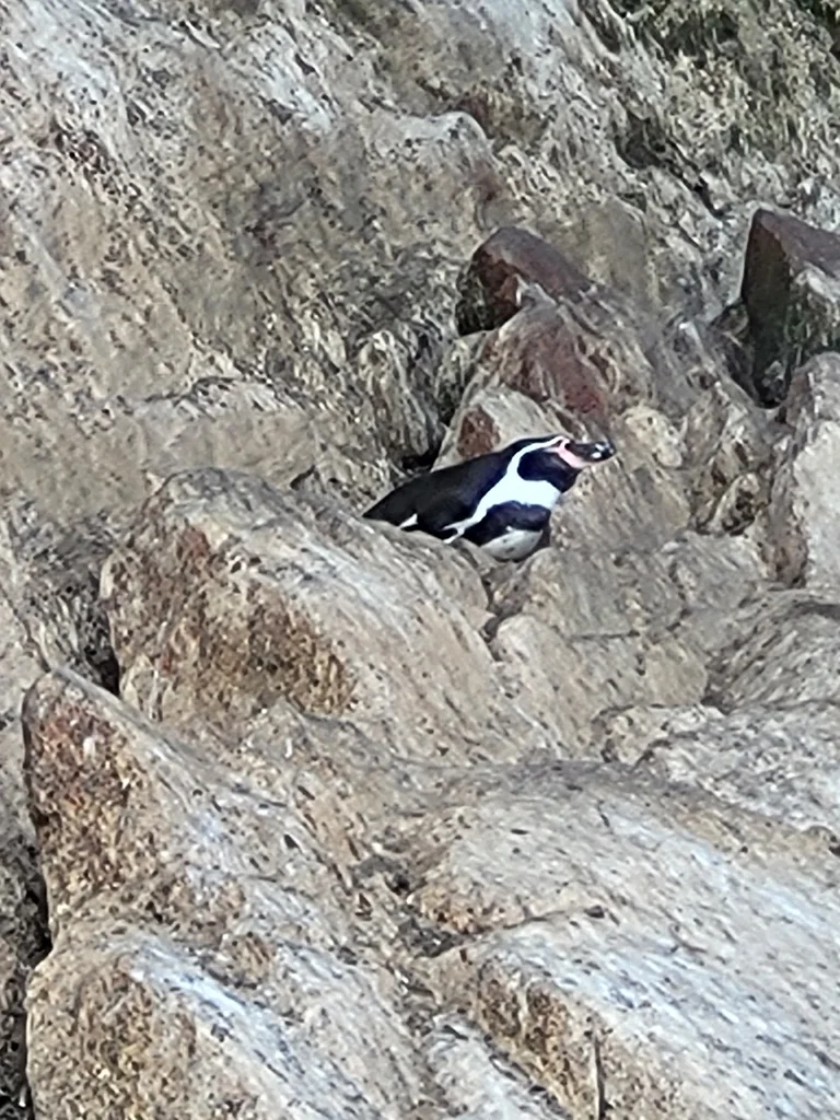 秘鲁企鹅(Spheniscus humboldti)