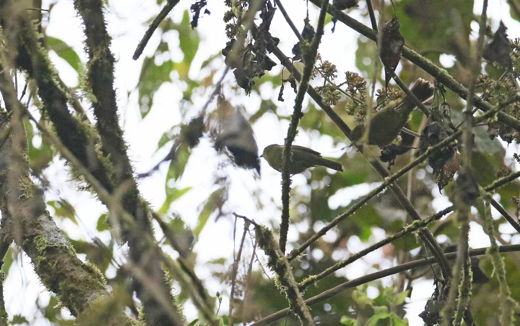 绿拟雀(Sphenopsis frontalis)