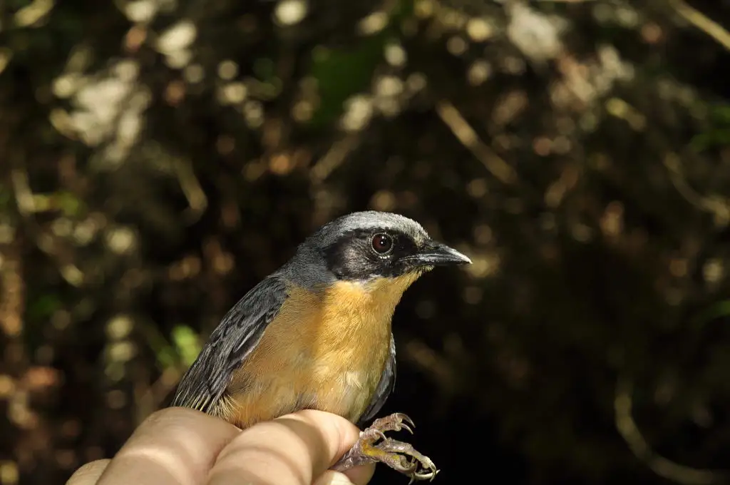 黑耳拟雀(Sphenopsis melanotis)