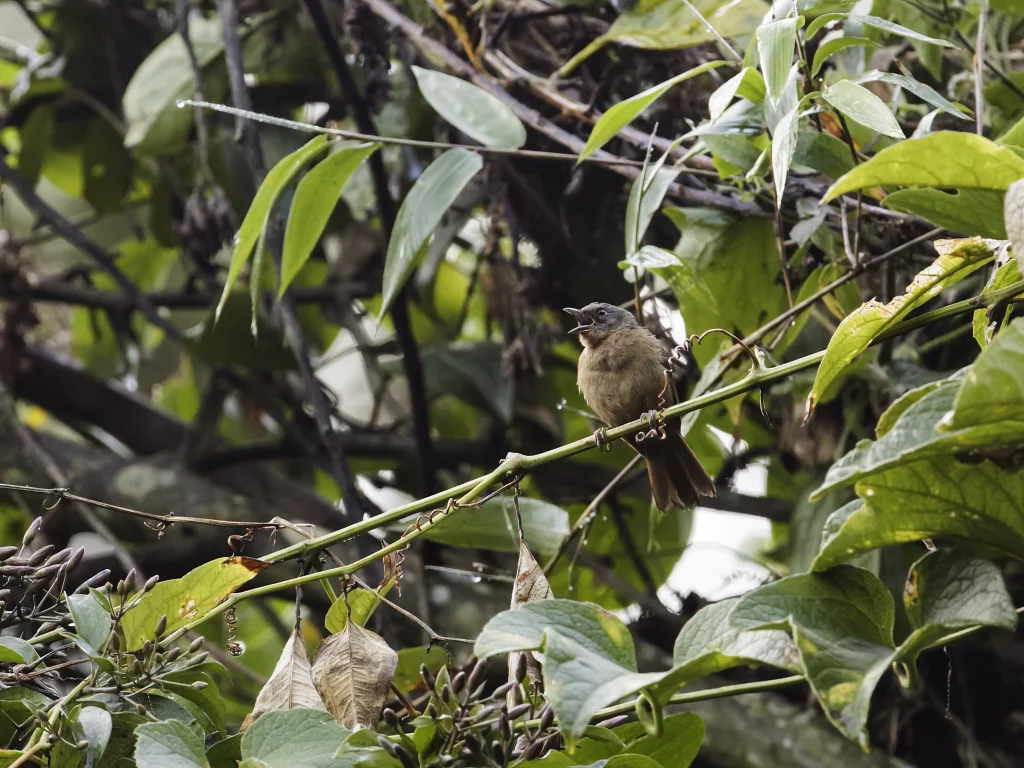 北拟雀(Sphenopsis ochracea)