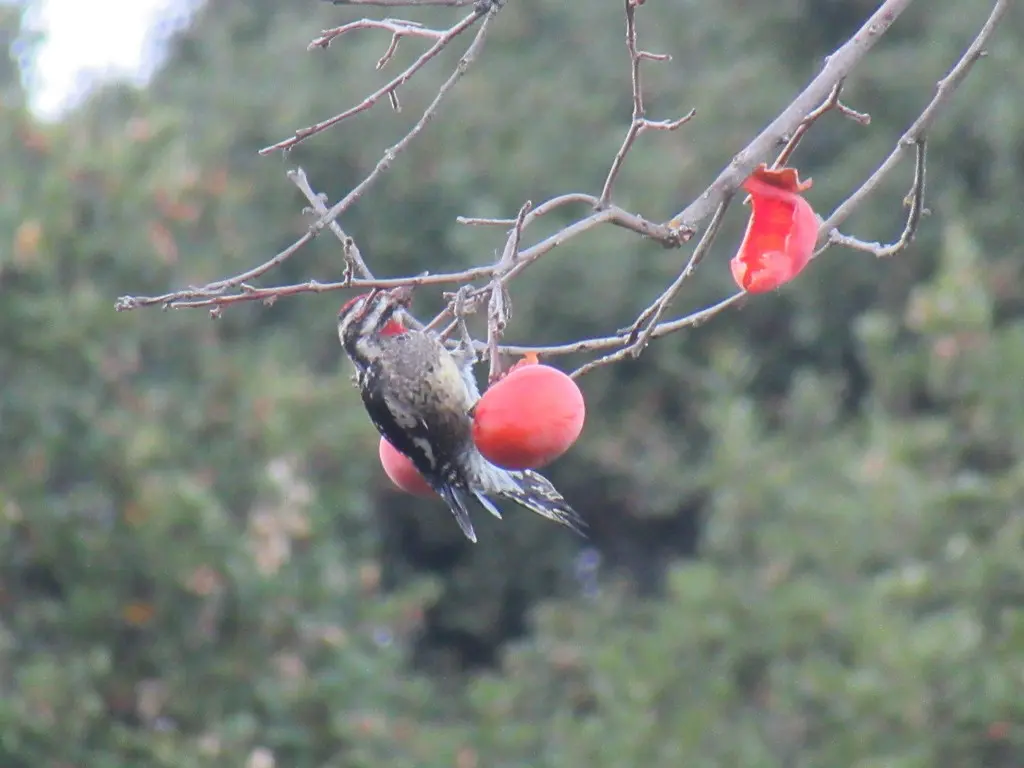 红颈吸汁啄木鸟(Sphyrapicus nuchalis)