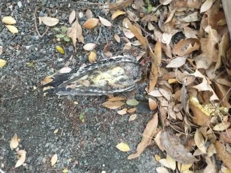 黄腹吸汁啄木鸟(Sphyrapicus varius)