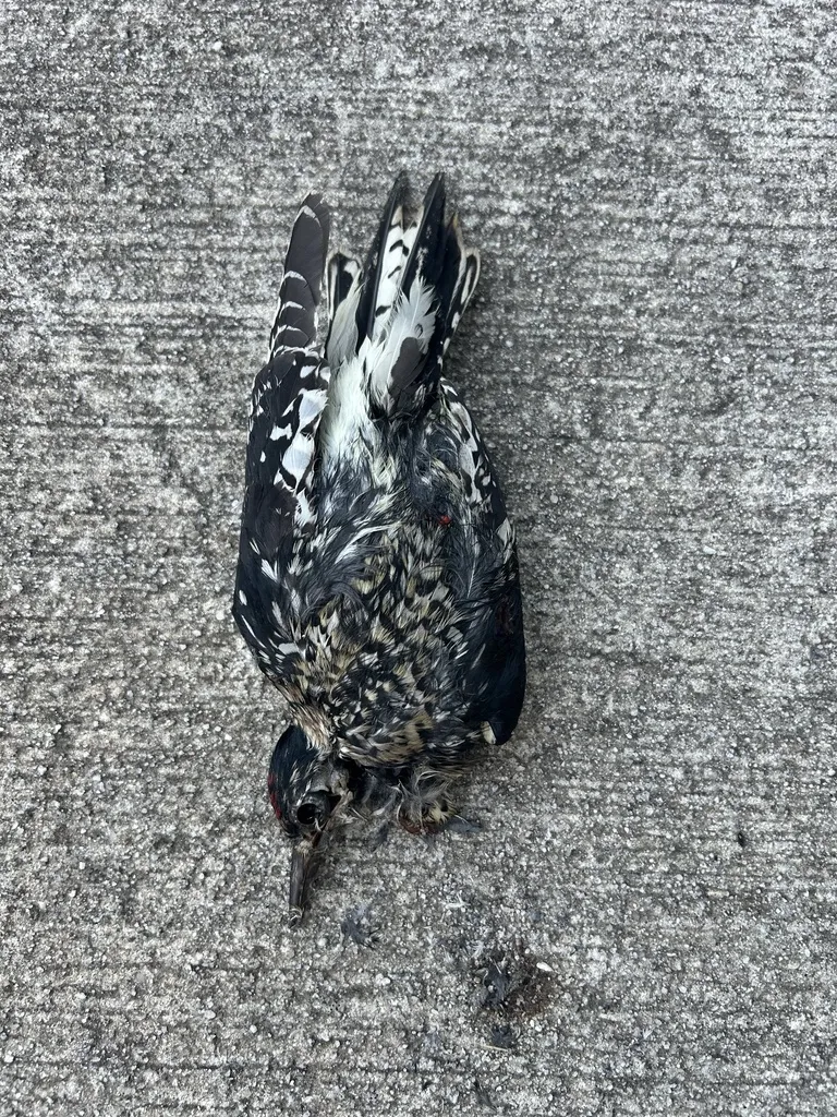 黄腹吸汁啄木鸟(Sphyrapicus varius)