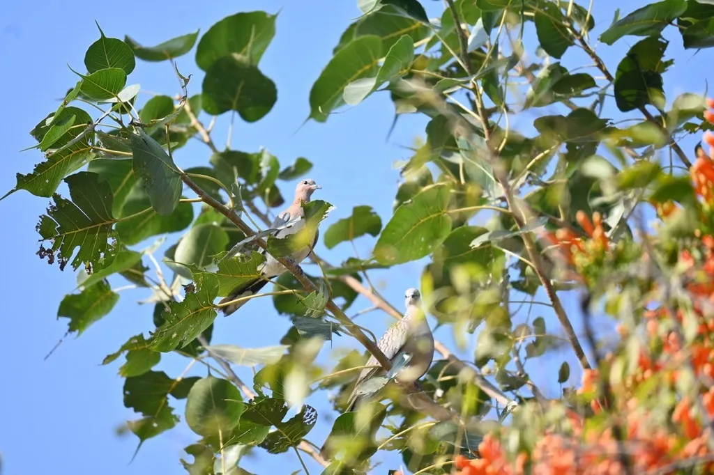 棕斑鸠(Spilopelia senegalensis)