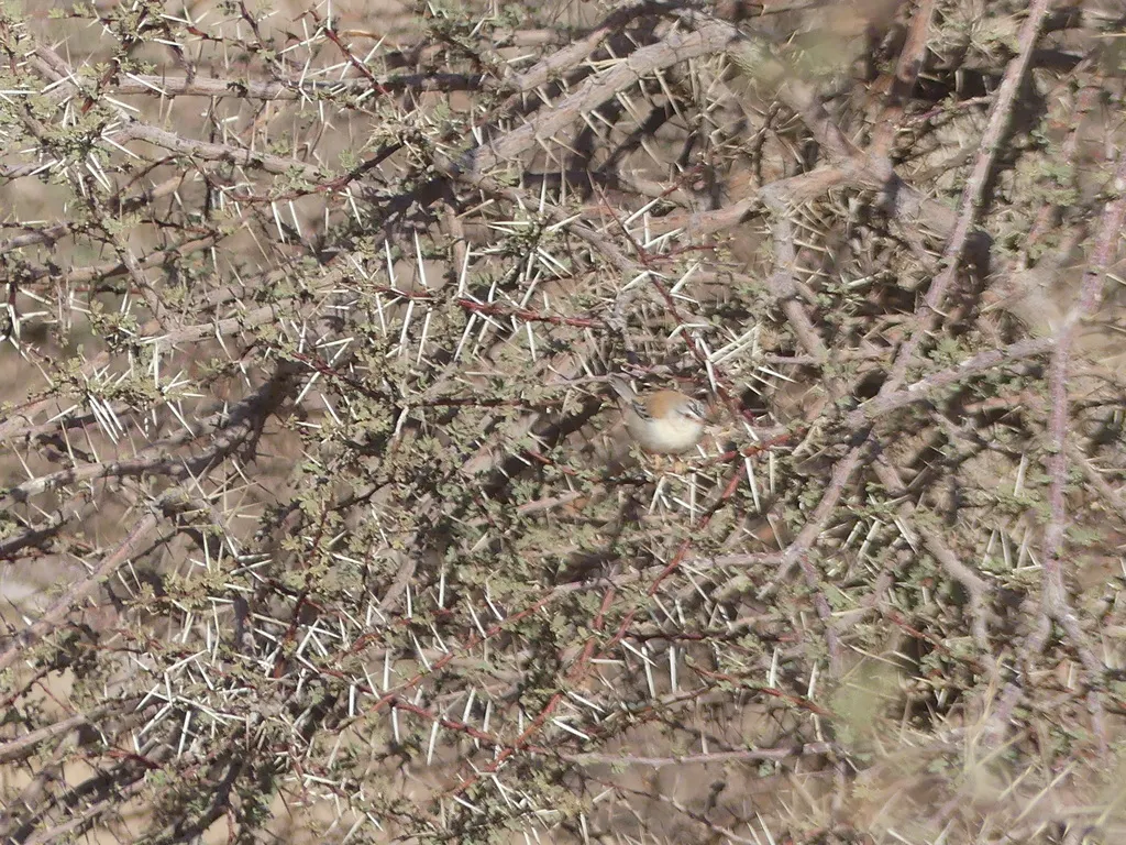 蟋蟀鹪莺(Spiloptila clamans)