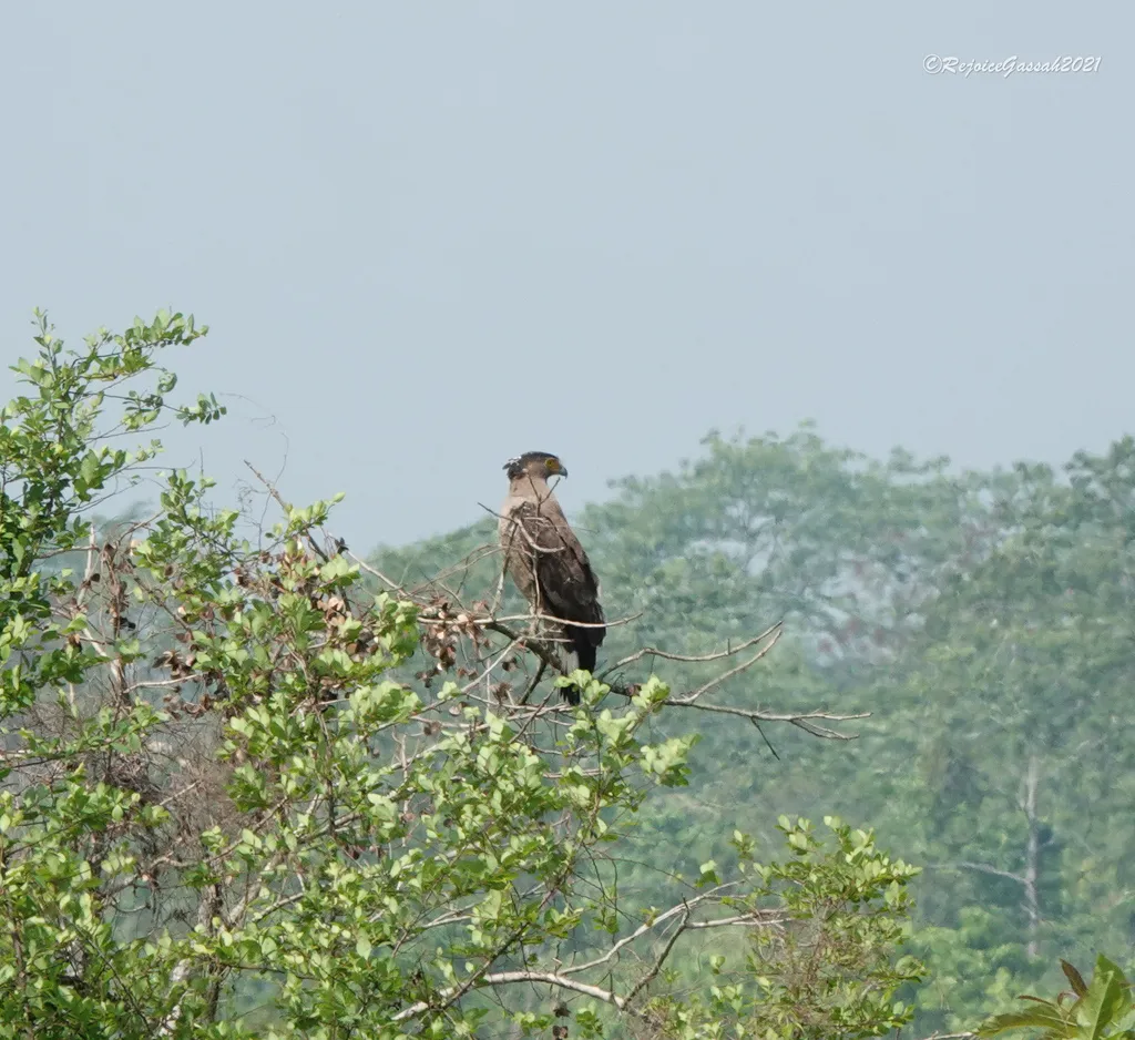蛇雕(Spilornis cheela)