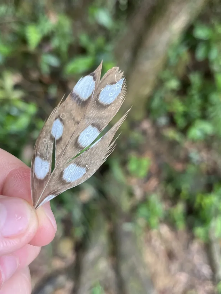 蛇雕(Spilornis cheela)