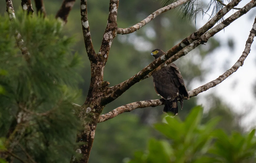 菲律宾蛇雕(Spilornis holospilus)