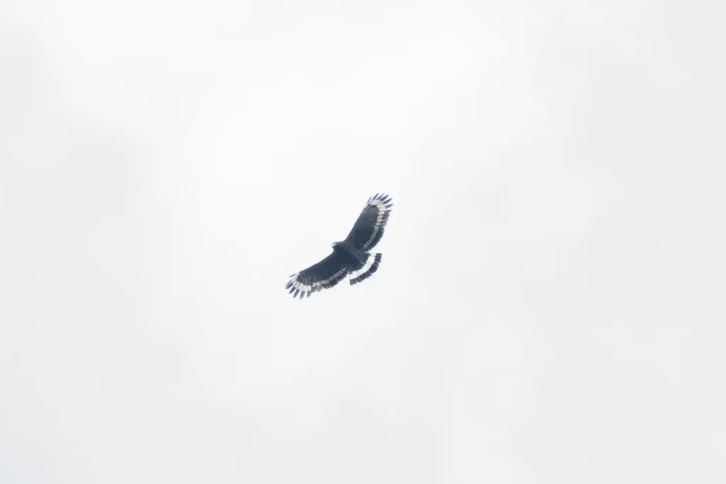 山蛇雕(Spilornis kinabaluensis)