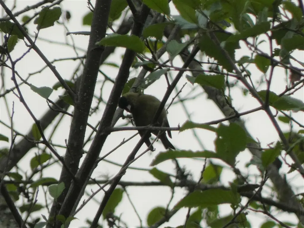 黑顶金翅雀(Spinus atriceps)