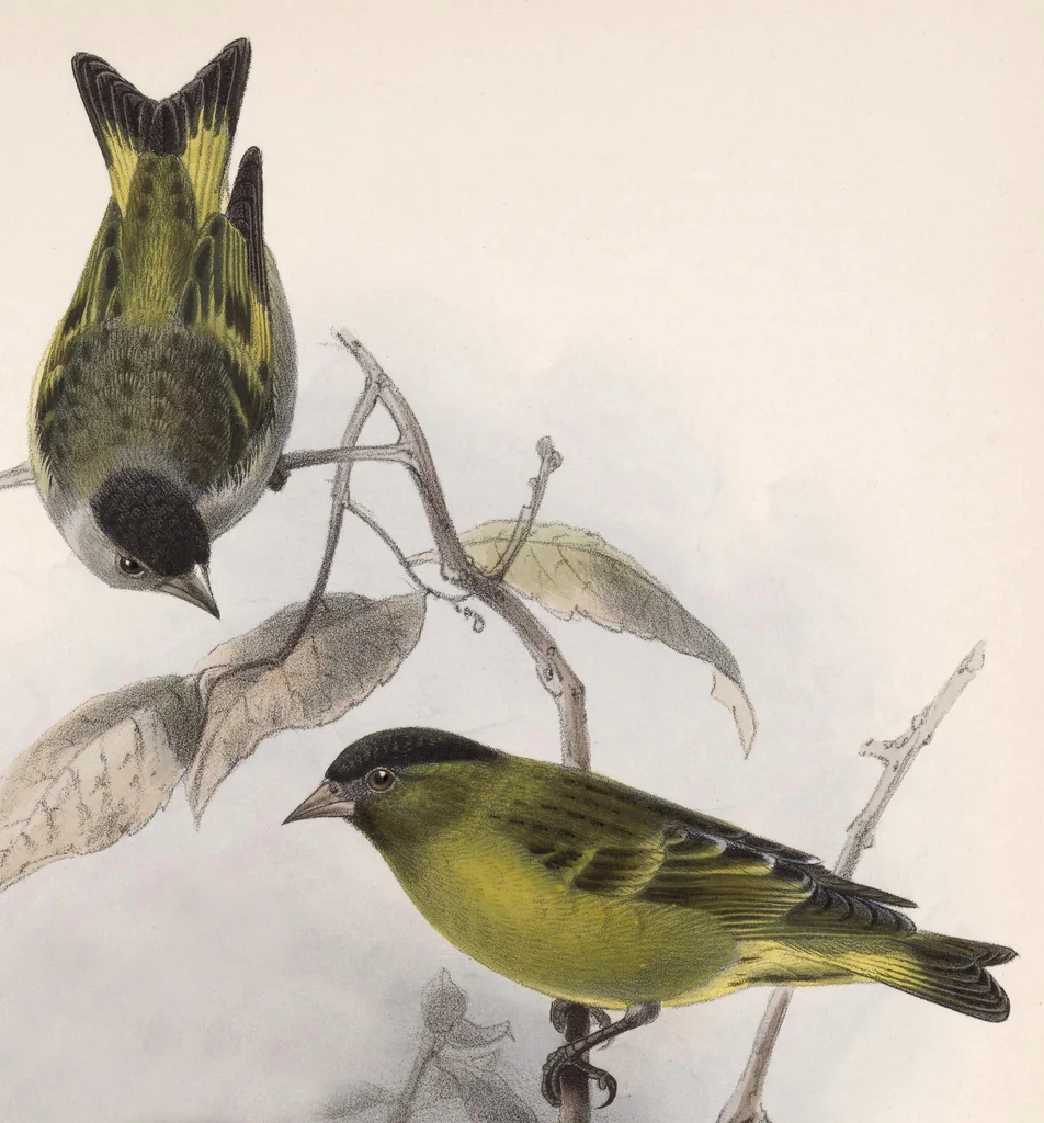 黑顶金翅雀(Spinus atriceps)