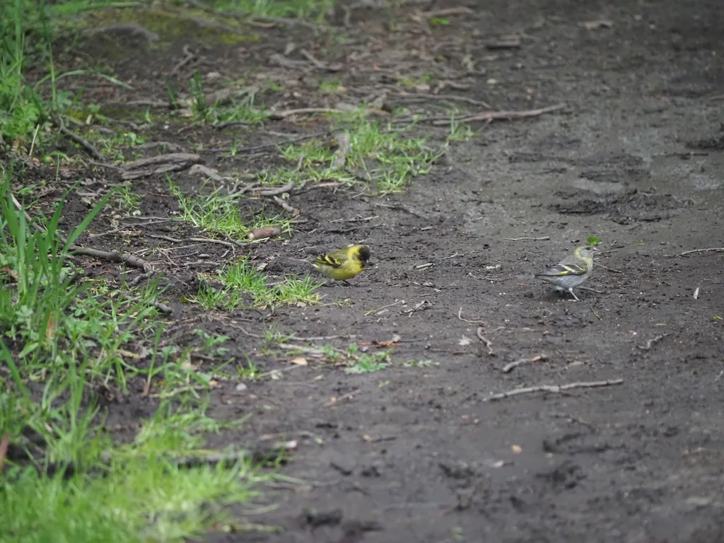 黑颏金翅雀(Spinus barbatus)