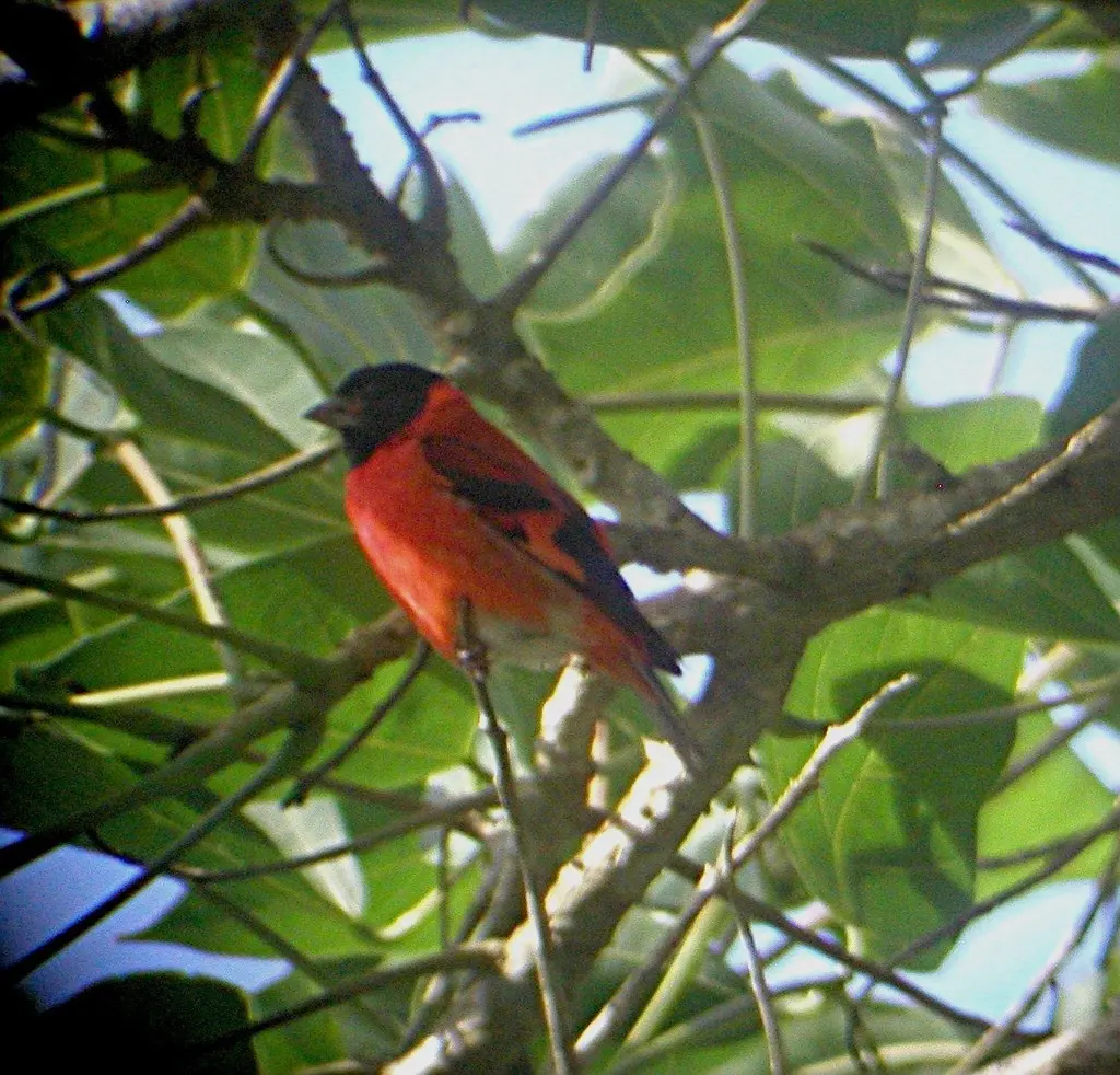 黑头红金翅雀(Spinus cucullatus)