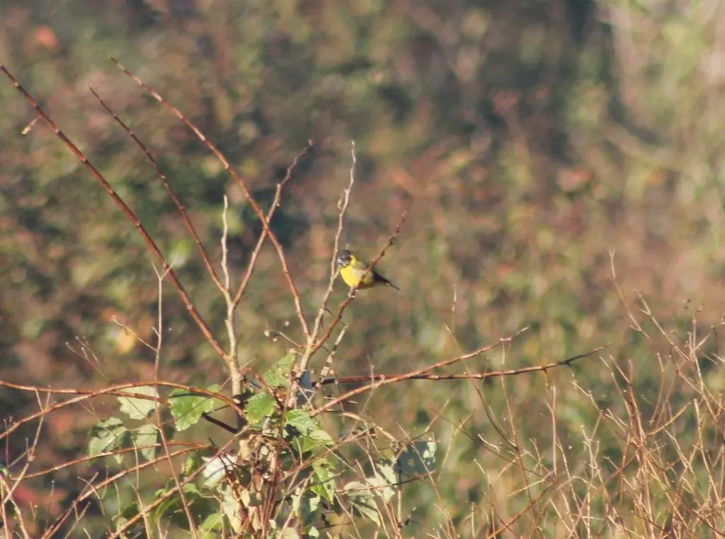 橙胸金翅雀(Spinus notatus)