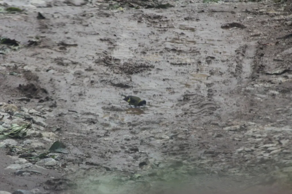 橙胸金翅雀(Spinus notatus)