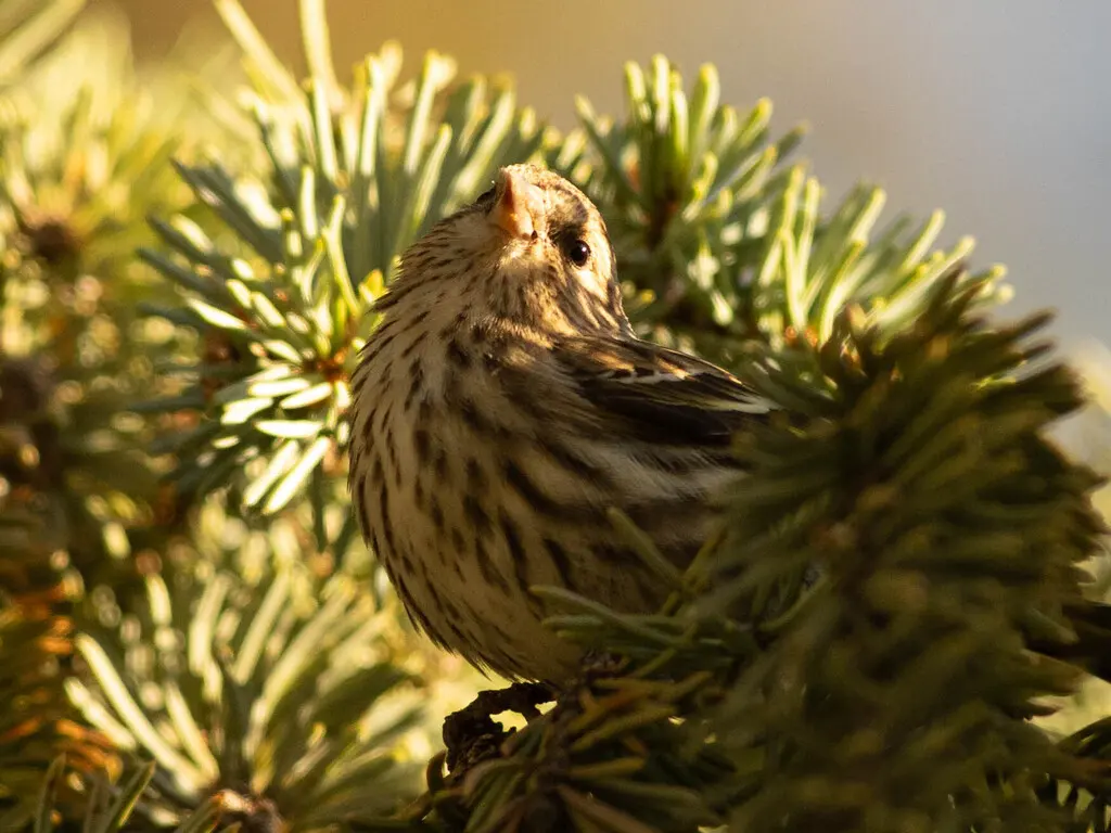 松金翅雀(Spinus pinus)