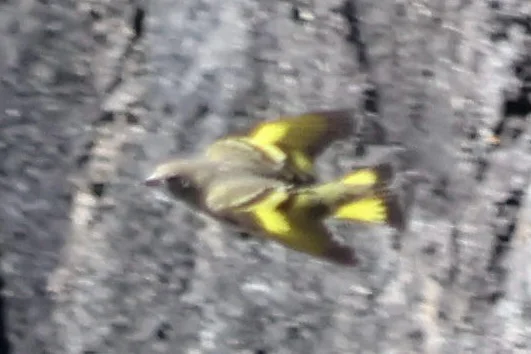 松金翅雀(Spinus pinus)