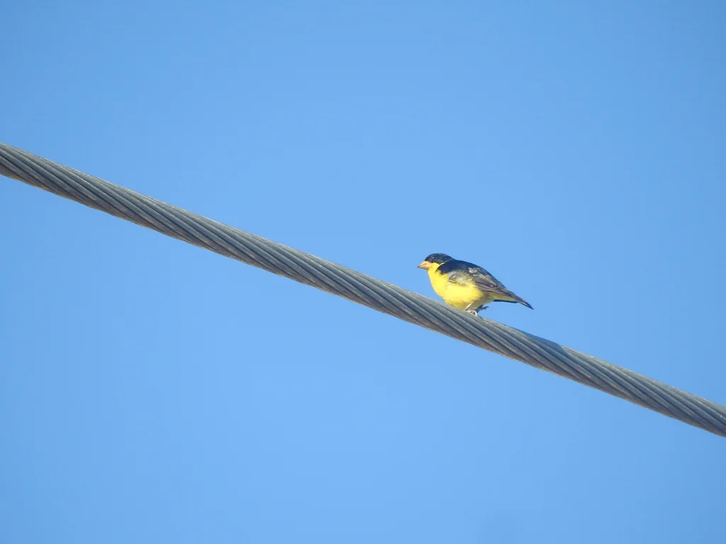 暗背金翅雀(Spinus psaltria)