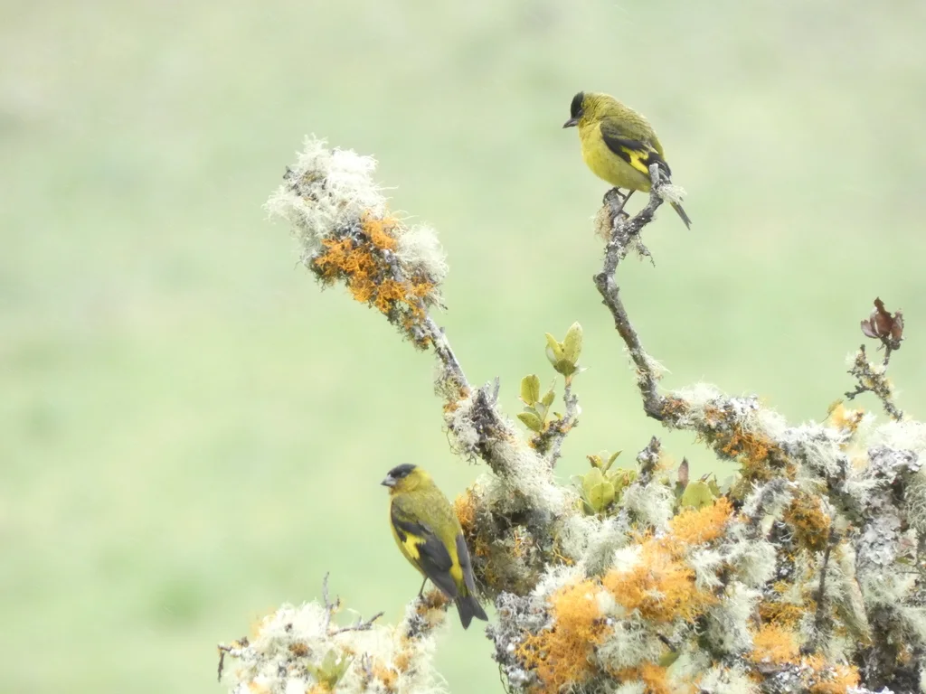 安第斯金翅雀（Spinus spinescens）