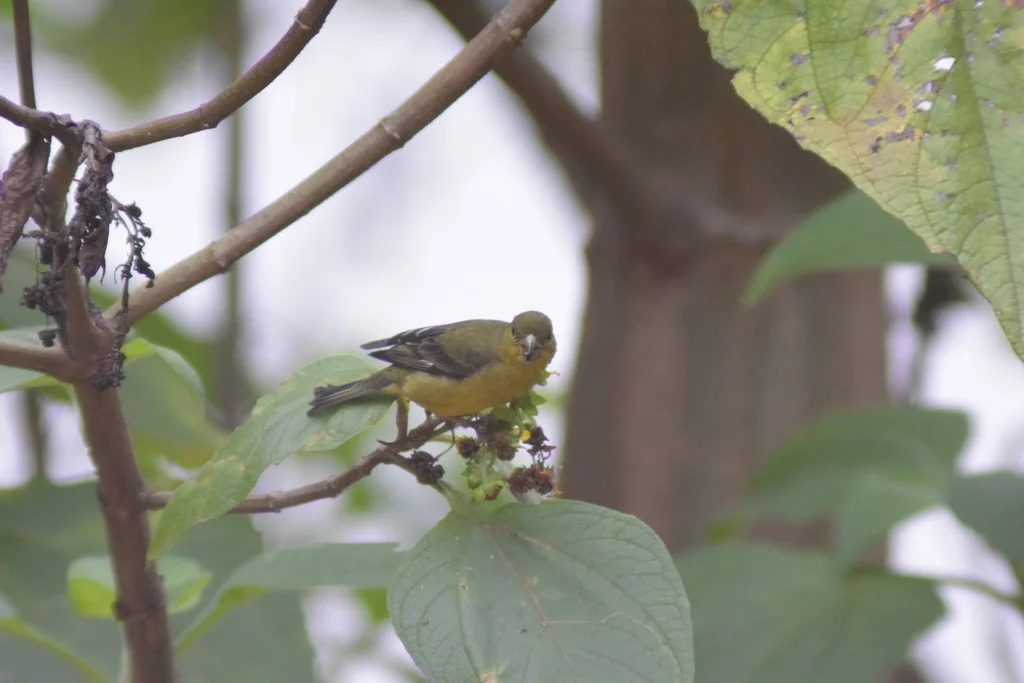 安第斯金翅雀（Spinus spinescens）