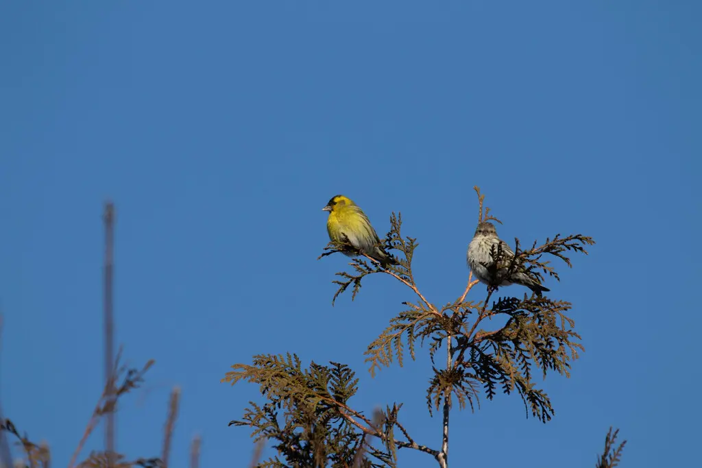 黄雀(Spinus spinus)