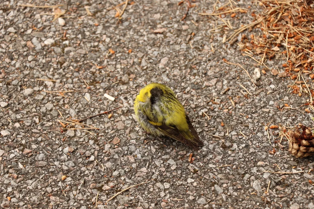 黄雀(Spinus spinus)