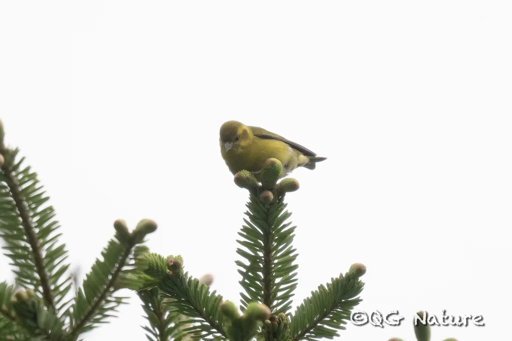 藏黄雀(Spinus thibetanus)