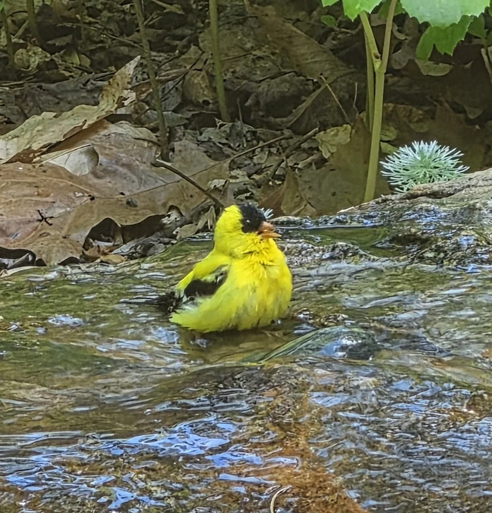 北美金翅雀(Spinus tristis)