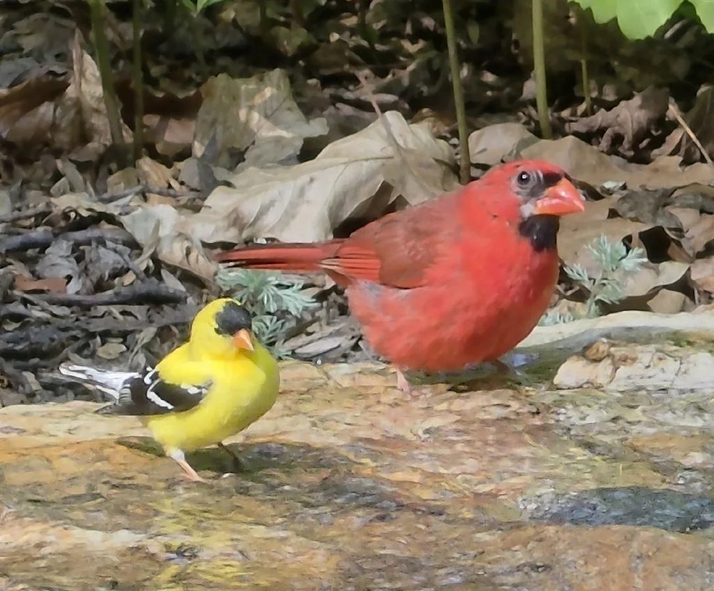 北美金翅雀(Spinus tristis)