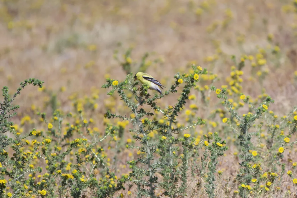 北美金翅雀(Spinus tristis)