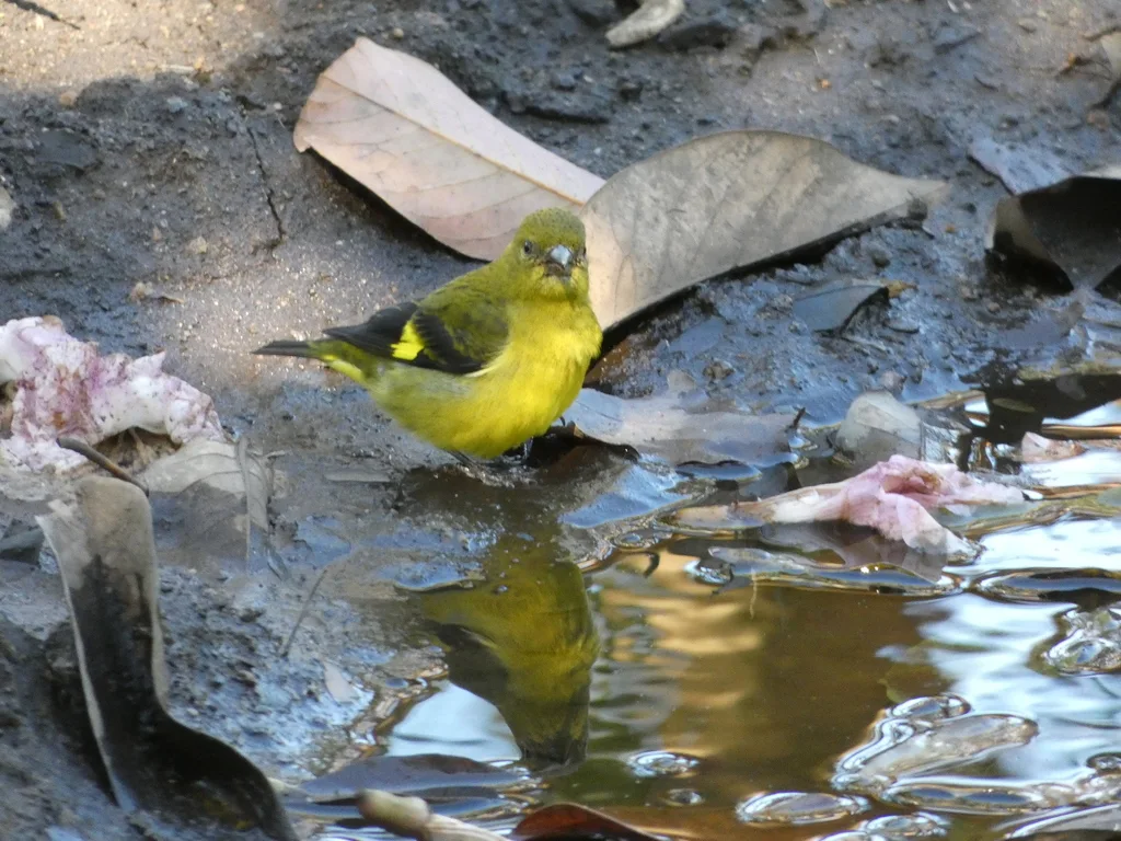 黄腹金翅雀(Spinus xanthogastrus)