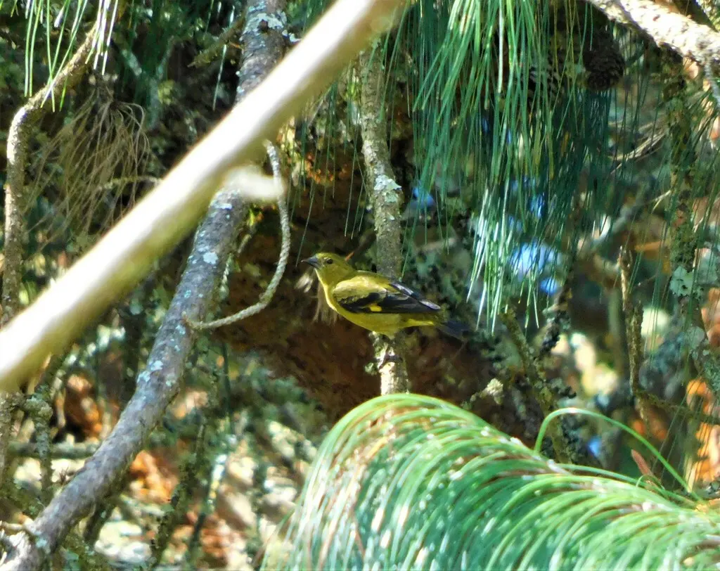 黄腹金翅雀(Spinus xanthogastrus)