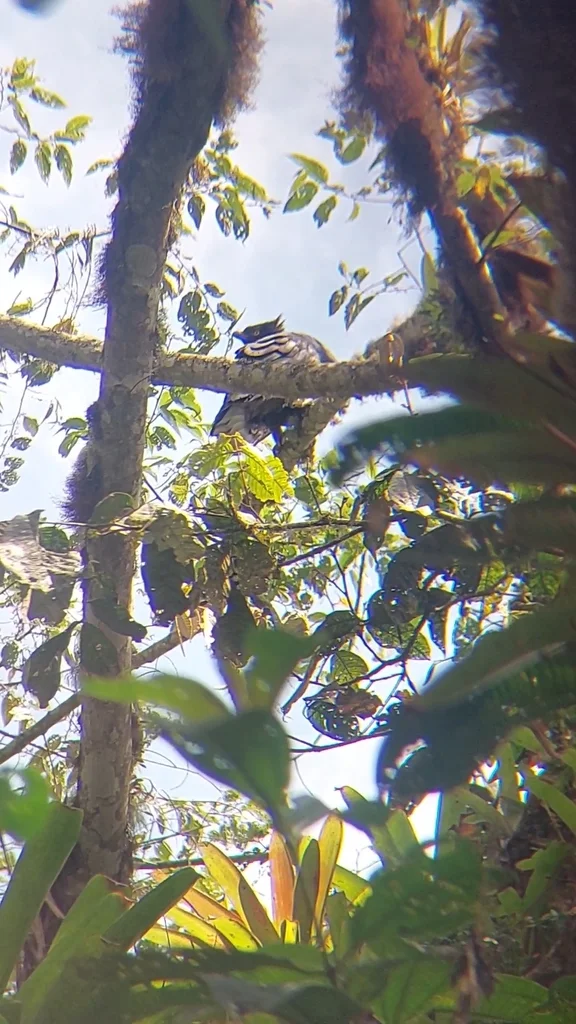 黑栗雕(Spizaetus isidori)